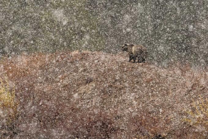 Nature Photographer Of The Year 2019 Top 11
