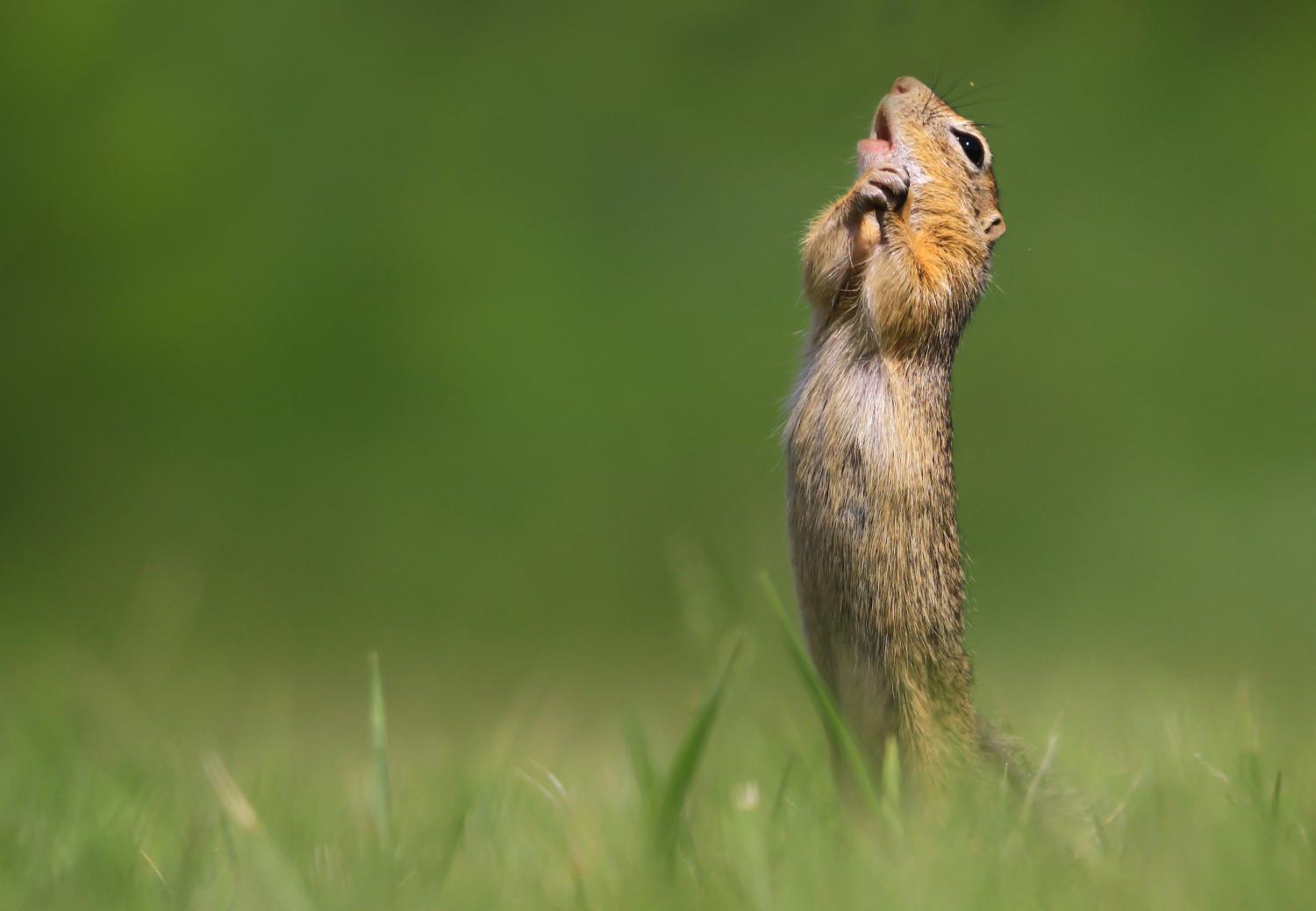 Comedy Wildlife Photography Awards: Die 16 Gewinner:innen
