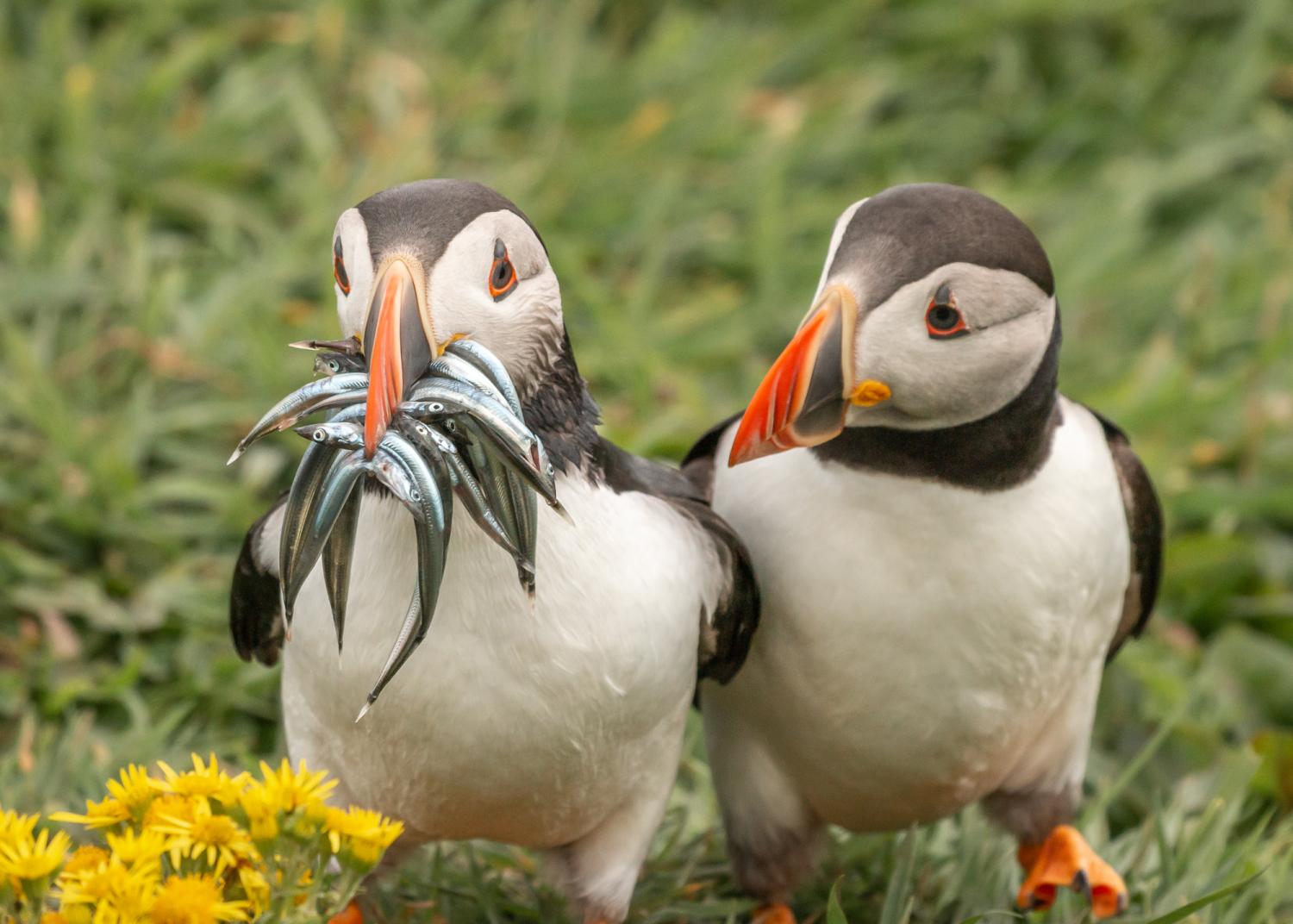 Comedy Wildlife Photography Awards Die 16 Gewinnerinnen