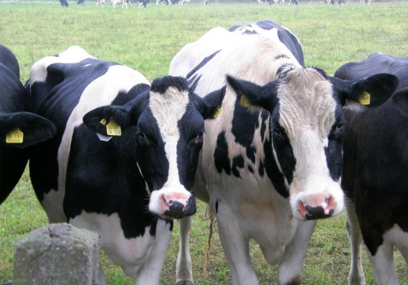  lilli2de/CC BY-SA 2.0