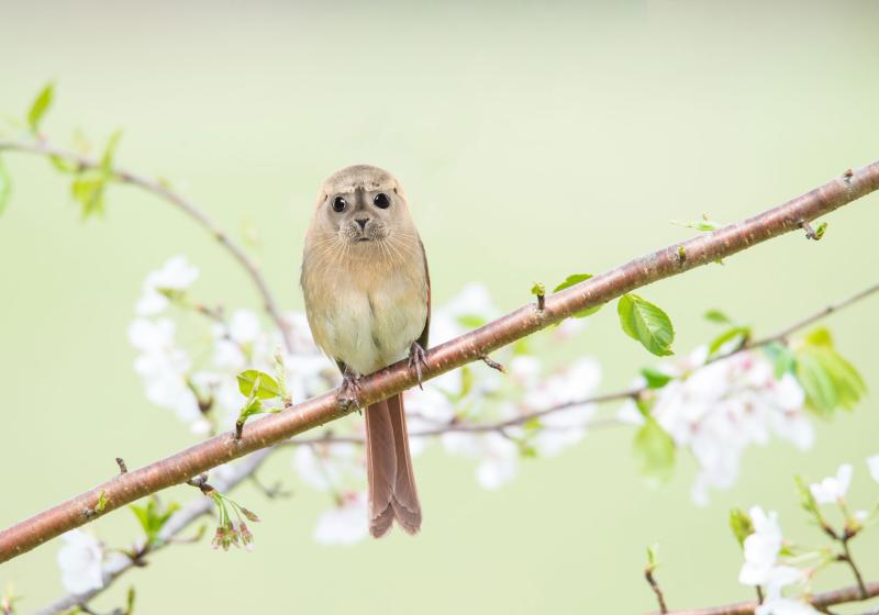 Arne Olav Gurvin Fredriksen