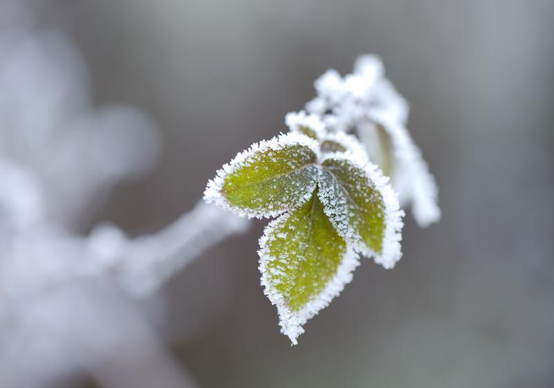 Adobe Stock, Gudellaphoto