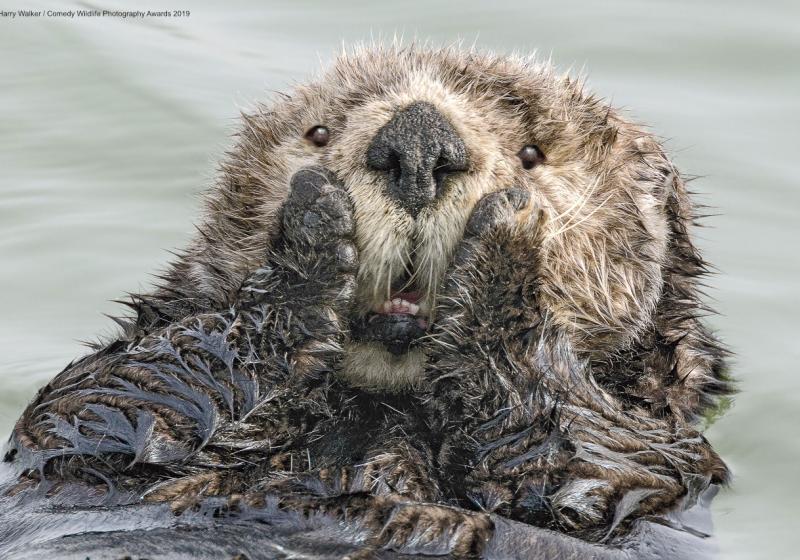 © Harry Walker - Comedy Wildlife Photography Awards 2019