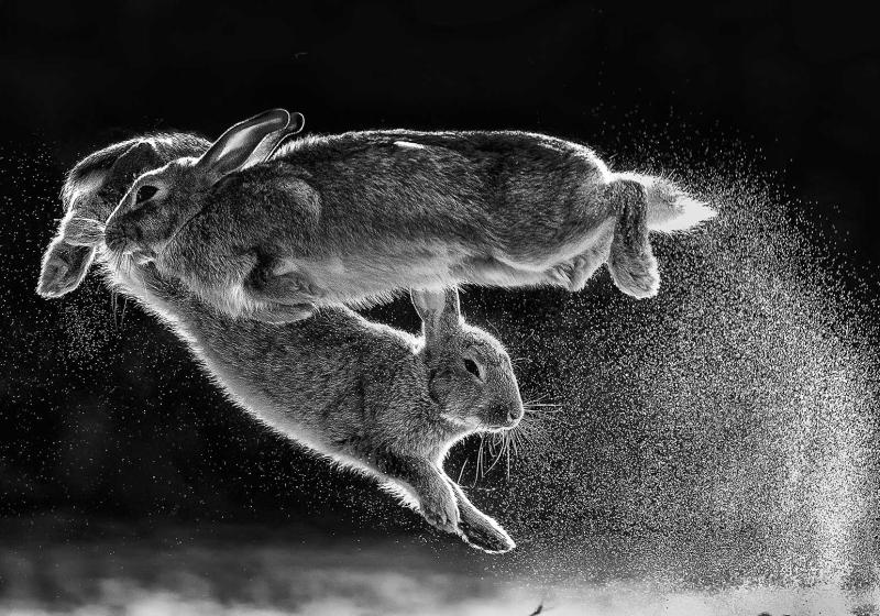 Csaba Daróczi (Ungarn) | Jump