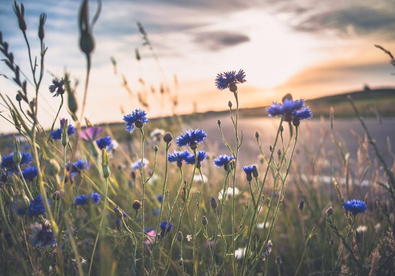 fotografiecor, Adobe Stock