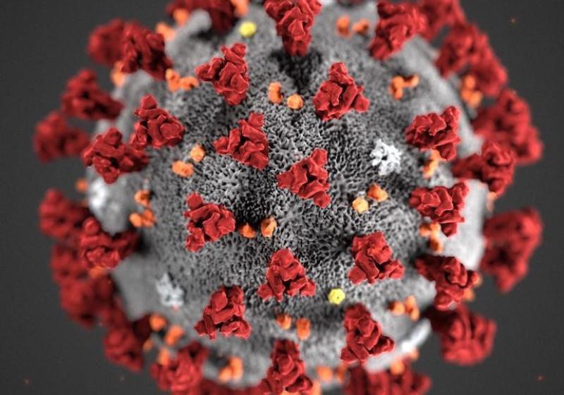 Alissa Eckert, MS; Dan Higgins, MAM /CDC (Public Domain)