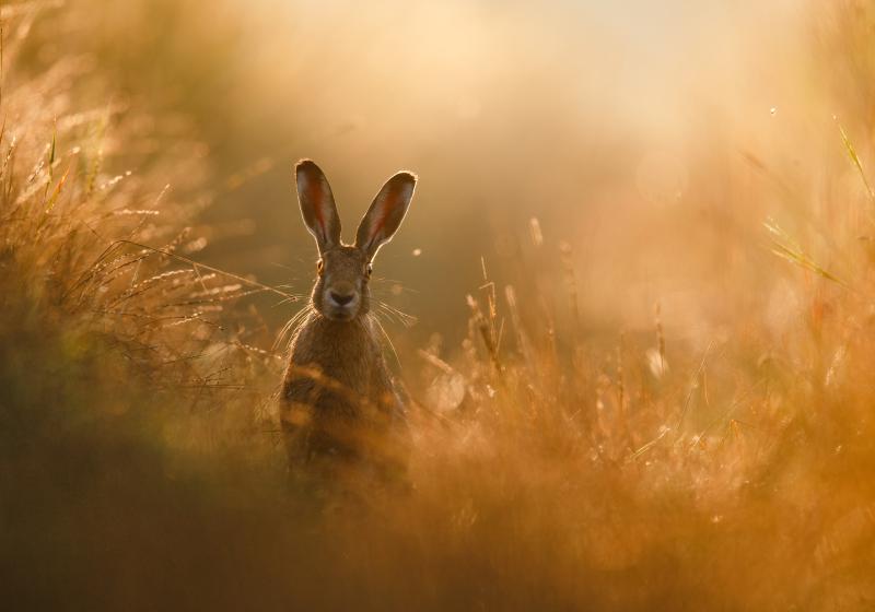 Gesamtsieger | Peter Lindel | A hare´s dream, zudem Sieger der Kategorie &quot;Säugetiere&quot;