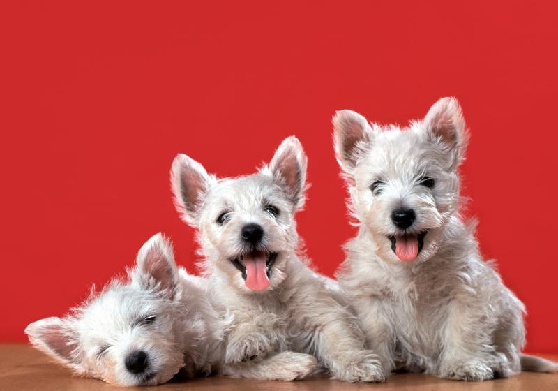 Walter George Chandoha